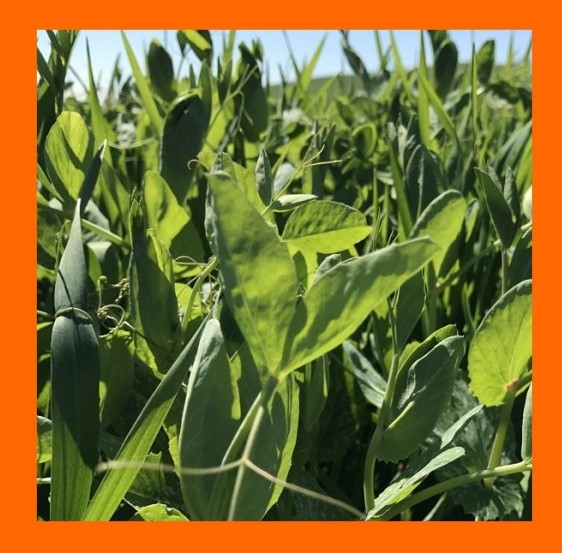 YEM BİTKİSİ TOHUMLARI