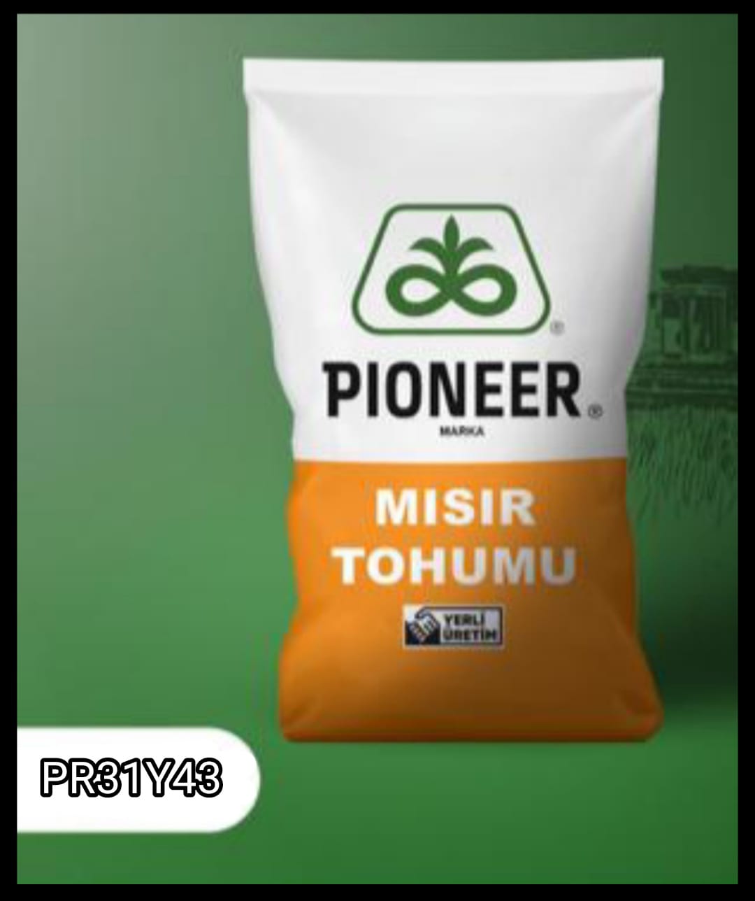 PİONEER PR31Y43 SİLAJ MISIR TOHUMU 50.000 ADET